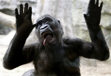 gorilla-tongue3.jpg