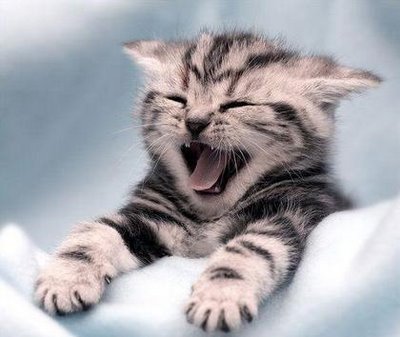 cat-yawning2.jpg