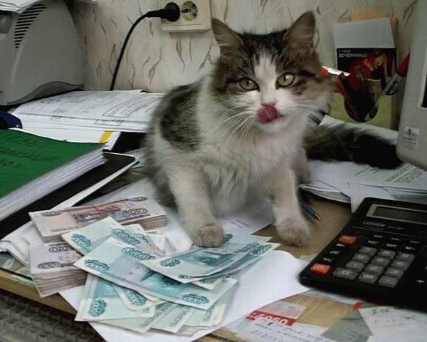 Image result for rich cat with money