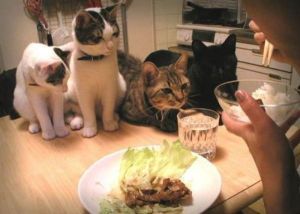 cats-and-food